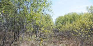 RCMP search Sakimay First Nation for clues into death