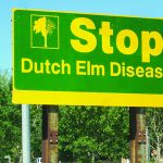 Dutch Elm Sign