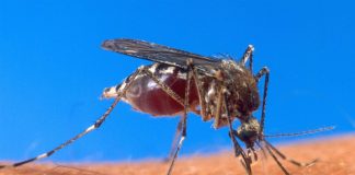 Special Olympics committee requires volunteers