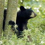 Black Bear