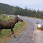 Moose Crossing Road