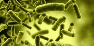 High e-coli levels found in valley lakes