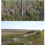 Stolen fence posts returned