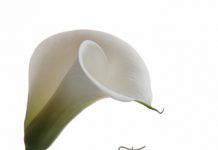 HEUCHERT – Elsie