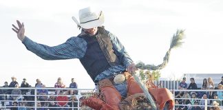 Broncs and bulls attract record number to local rodeo