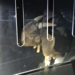 goat4