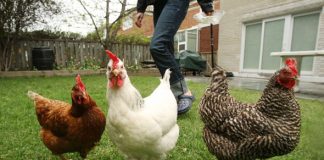 Town of Qu’Appelle approves new urban hen pilot project