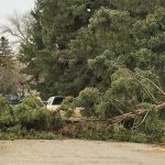 Tree Down by Legion