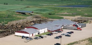 20th anniversary for Whitewood Livestock