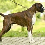Boxer Dog