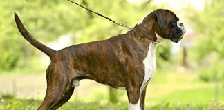 Residents say dog attacking other animals