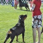 Dog Showing – Kelsey