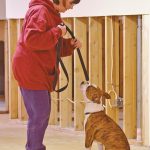 Dog Training