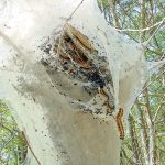 Tent Caterpillar