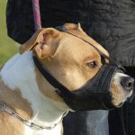 Dangerous dog bylaw passed by town council