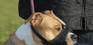 Dangerous dog bylaw passed by town council