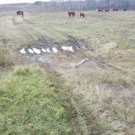 Farm frustrated after gates cut and left open