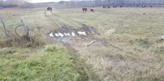 Farm frustrated after gates cut and left open