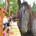 First responders to receive equine therapy for PTSD