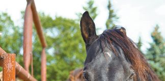 First responders to receive equine therapy for PTSD