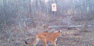 Cougar sighted in valley by local guide