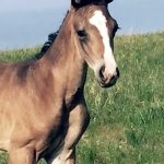 Local area horse believed to be shot by night hunters