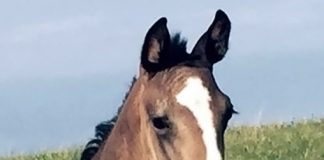 Local area horse believed to be shot by night hunters