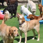 dog-daycare