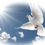In memory dove