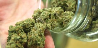Things to know about cannabis legalization