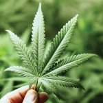 Towns eligible for cannabis outlet stores are announced