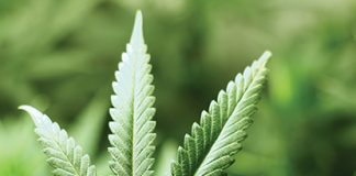 Towns eligible for cannabis outlet stores are announced