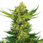 marijuana