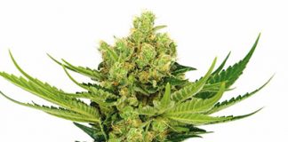 No growth yet on cannabis store