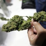 Alberta company applies for cannabis permit here