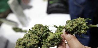 Alberta company applies for cannabis permit here