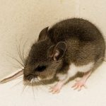 Take precautions against Hantavirus