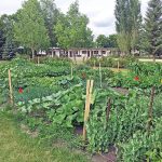 Community gardens feed families and souls