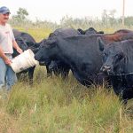 Cattle Rustling