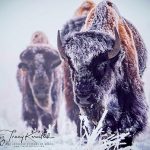 Bison