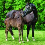 Help the Mounties name Musical Ride foals