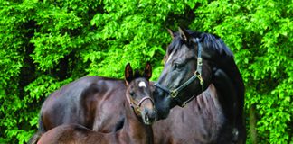 Help the Mounties name Musical Ride foals