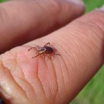 Precaution against ticks urged