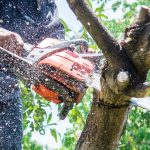 Elms tree pruning ban ends Sept. 1