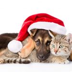 Saskatchewan SPCA needs your help