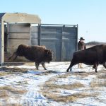 Buffalo herd returned to Zagime First Nation