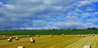 Melville is on short list for new industry