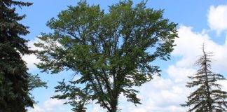 Ban on elm tree pruning begins April 1