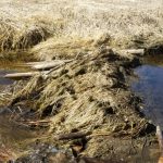 Beaver avoids charges for theft of fence posts