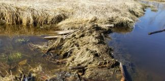 Beaver avoids charges for theft of fence posts